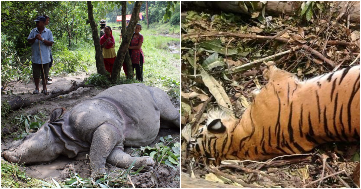 Rhino, tiger found dead in Chitwan National Park area
