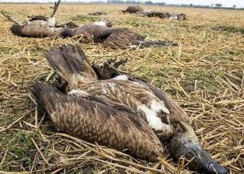 Five vultures found dead in Nawalpur