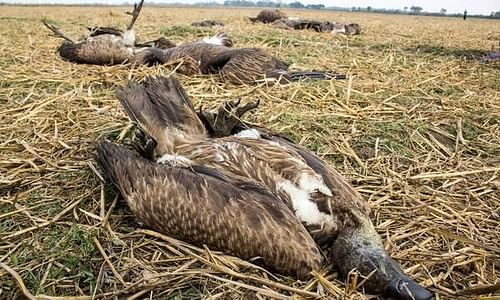 Five vultures found dead in Nawalpur