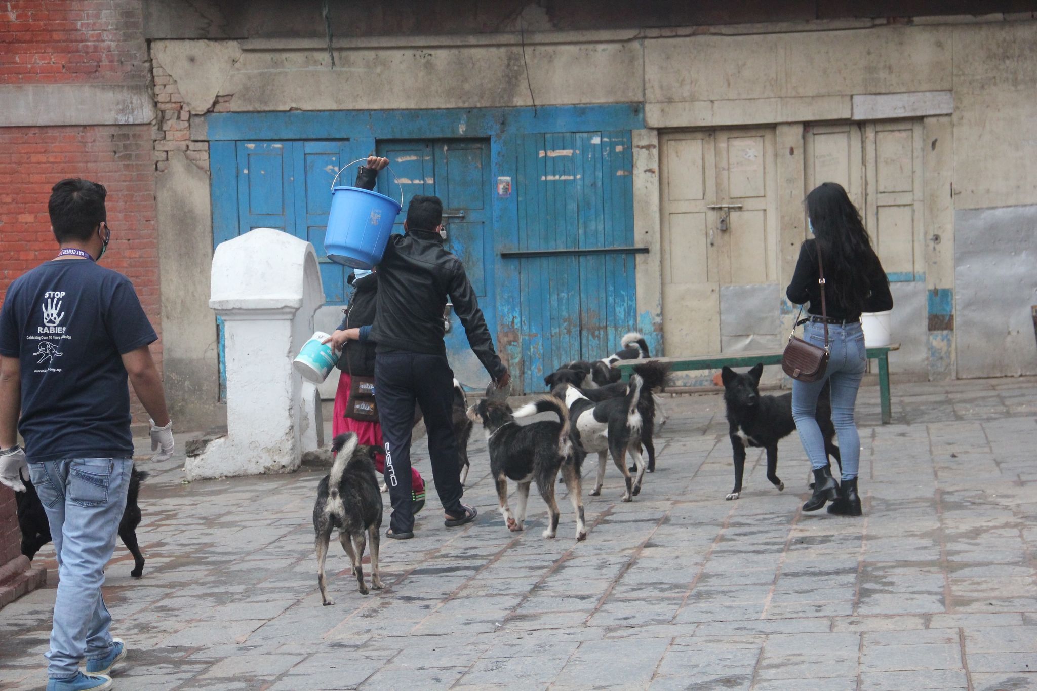 KAT' feeds, rescues street dogs in Kathmandu « Khabarhub