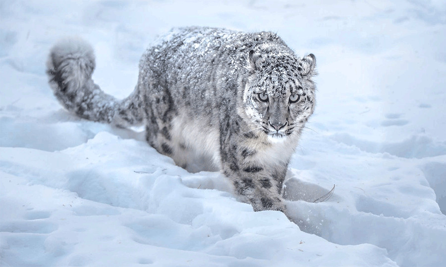 Snow leopards fitted with ‘satellite GPS collar’