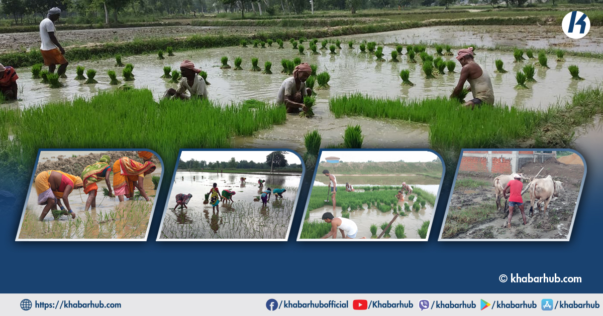Paddy cultivation in full swing in Province 2 (Photo Feature)