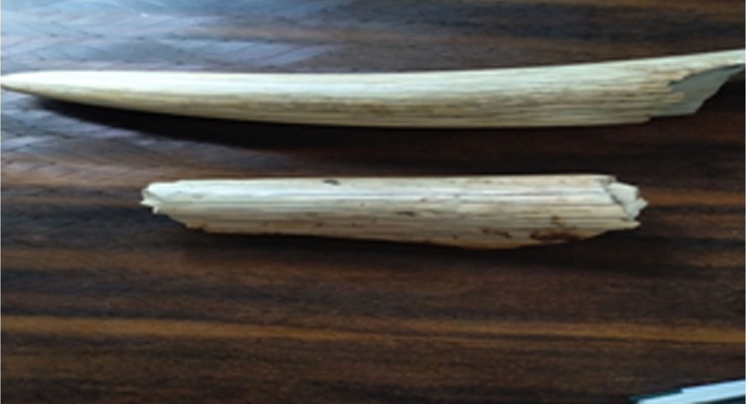Three arrested with ivory tusks in Banke