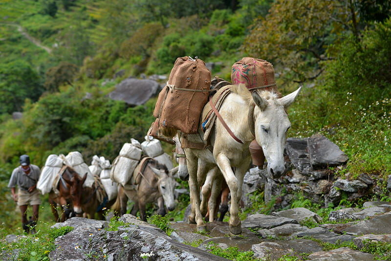 Mules being used to transport food to Upper Manang