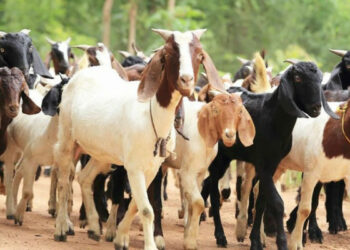 Nawalpur Cooperatives sells goats worth 7 million in Dashain