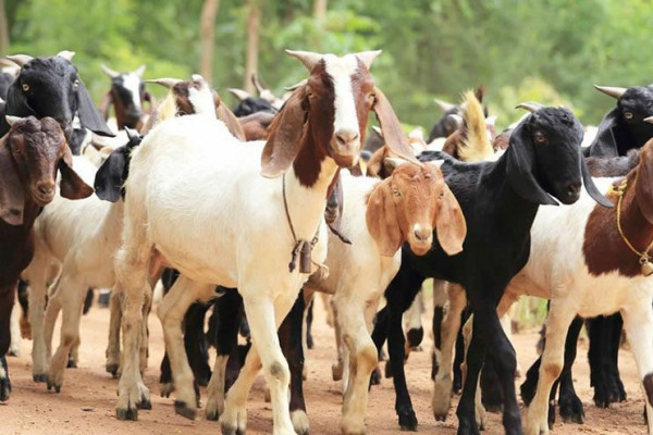 Nawalpur Cooperatives sells goats worth 7 million in Dashain
