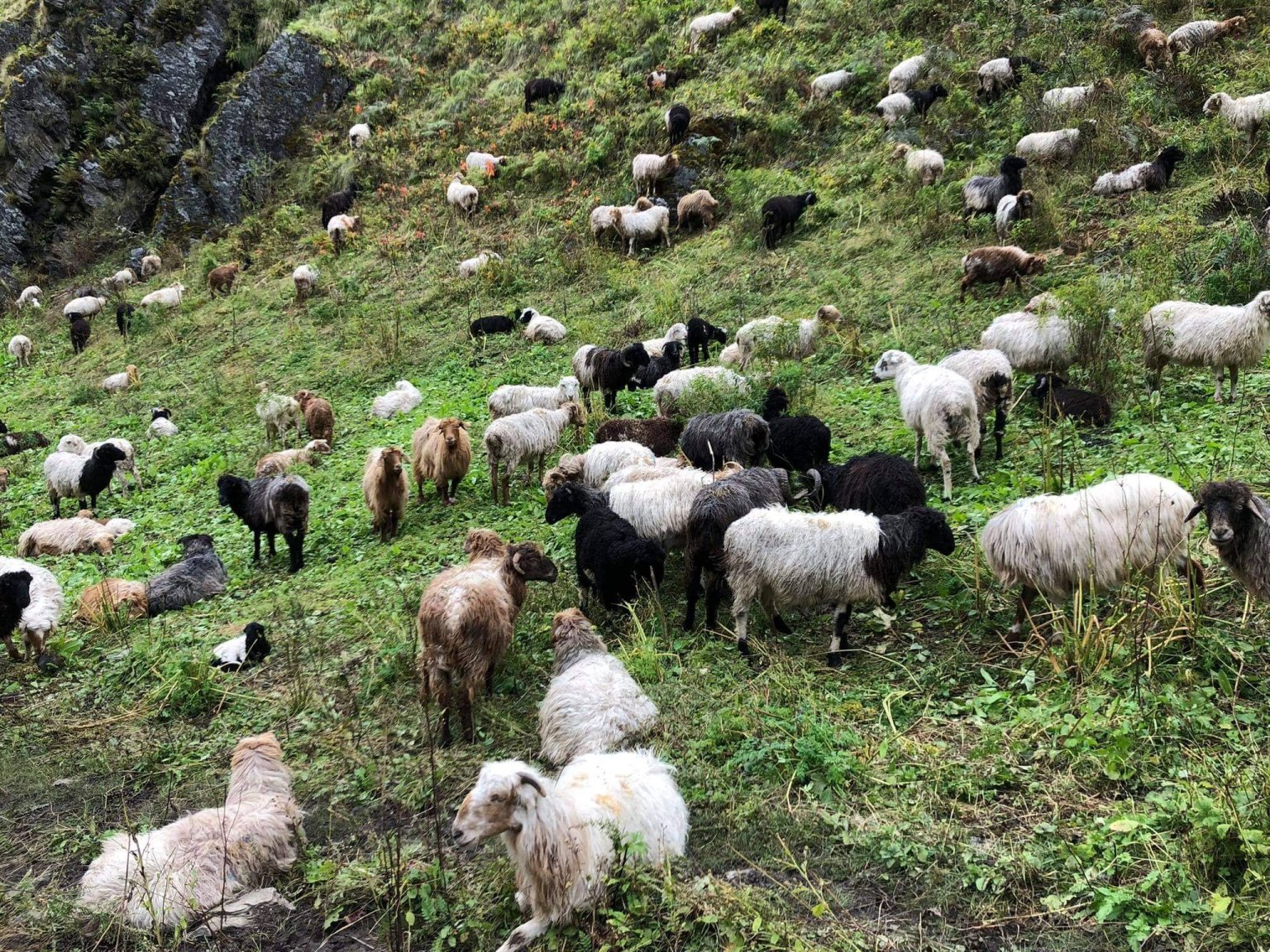 With increasing demand, price of mountain goat soars