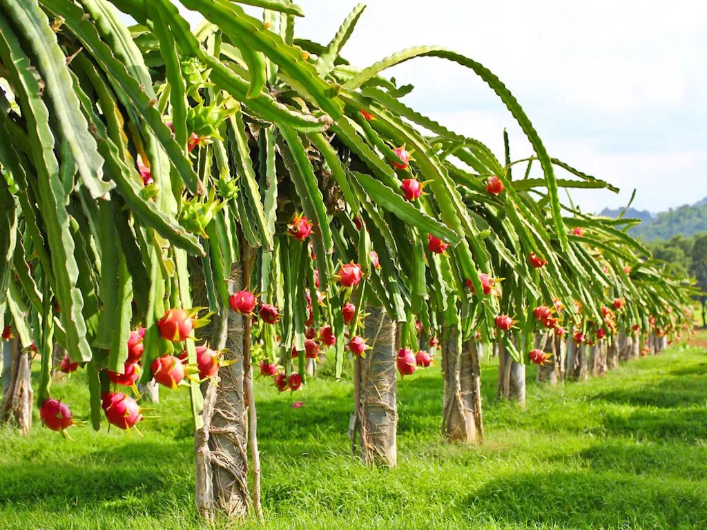 Baglung sees commercial farming of dragon fruit
