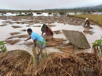 Rains inflict 30 percent loss to paddy crops output in Chitwan