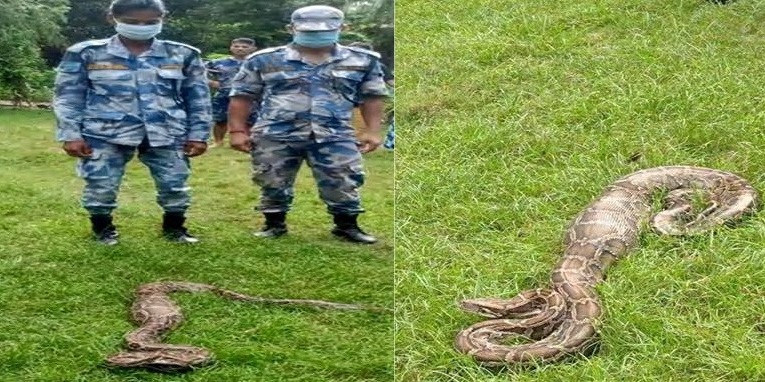 APF team rescues python
