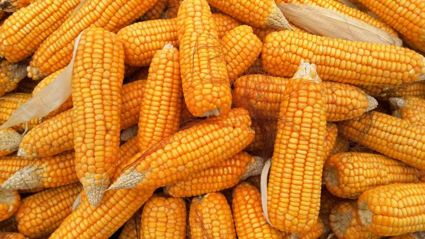 Tanahun farmers get improved corn seeds