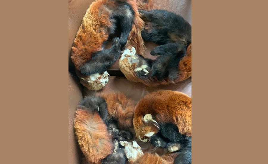 Metropolitan Crime Division arrests four persons with red panda skins