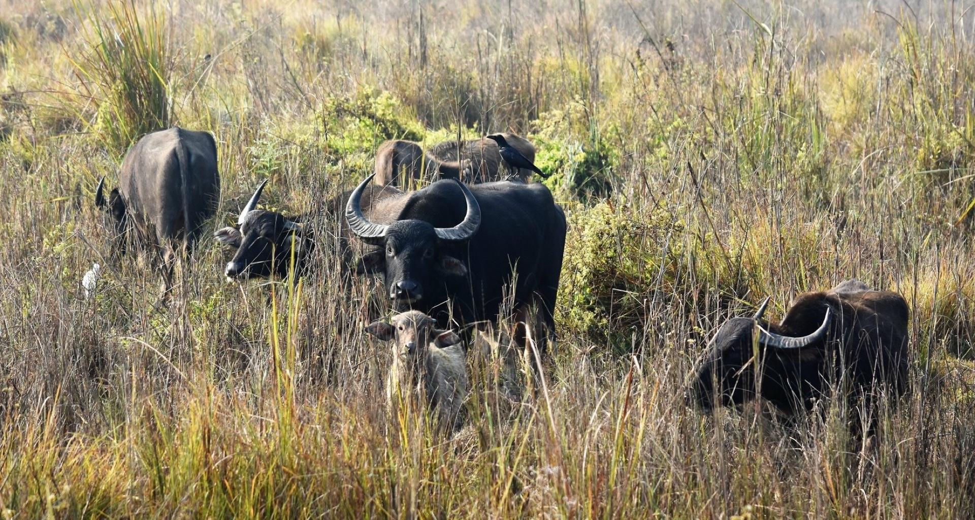 Wild buffalo life at CNP comes under threat, animal vanishing in want of suitable habitat