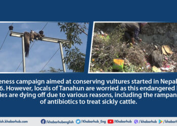 How vultures are diminishing due to electrocution