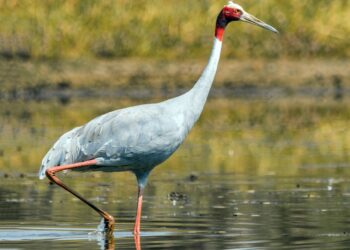 Water birds at Belauri on sharp decline