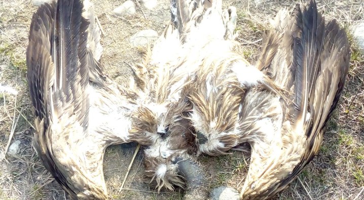 White-rumped vulture found dead in Kawasoti again