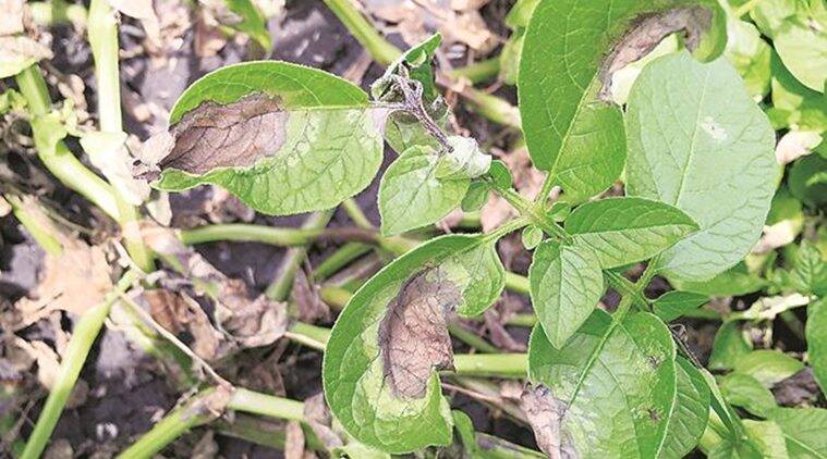 Late blight disease destroys potatoes in Khandachakra