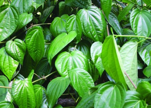 Betel leaf farming proving fruitful