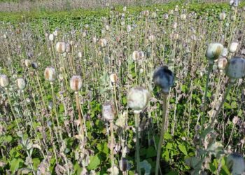 Illegally cultivated opium destroyed in Myagdi