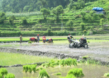 93 percent paddy plantation in Bagmati Province