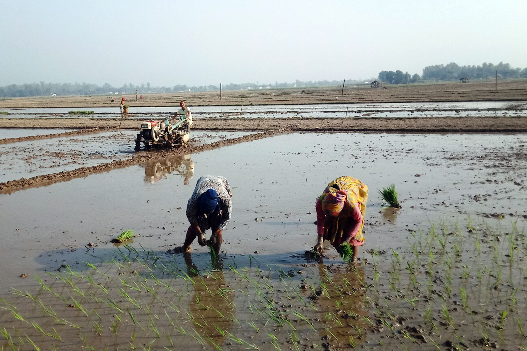 Sarlahi witnesses only seven percent of paddy plantation