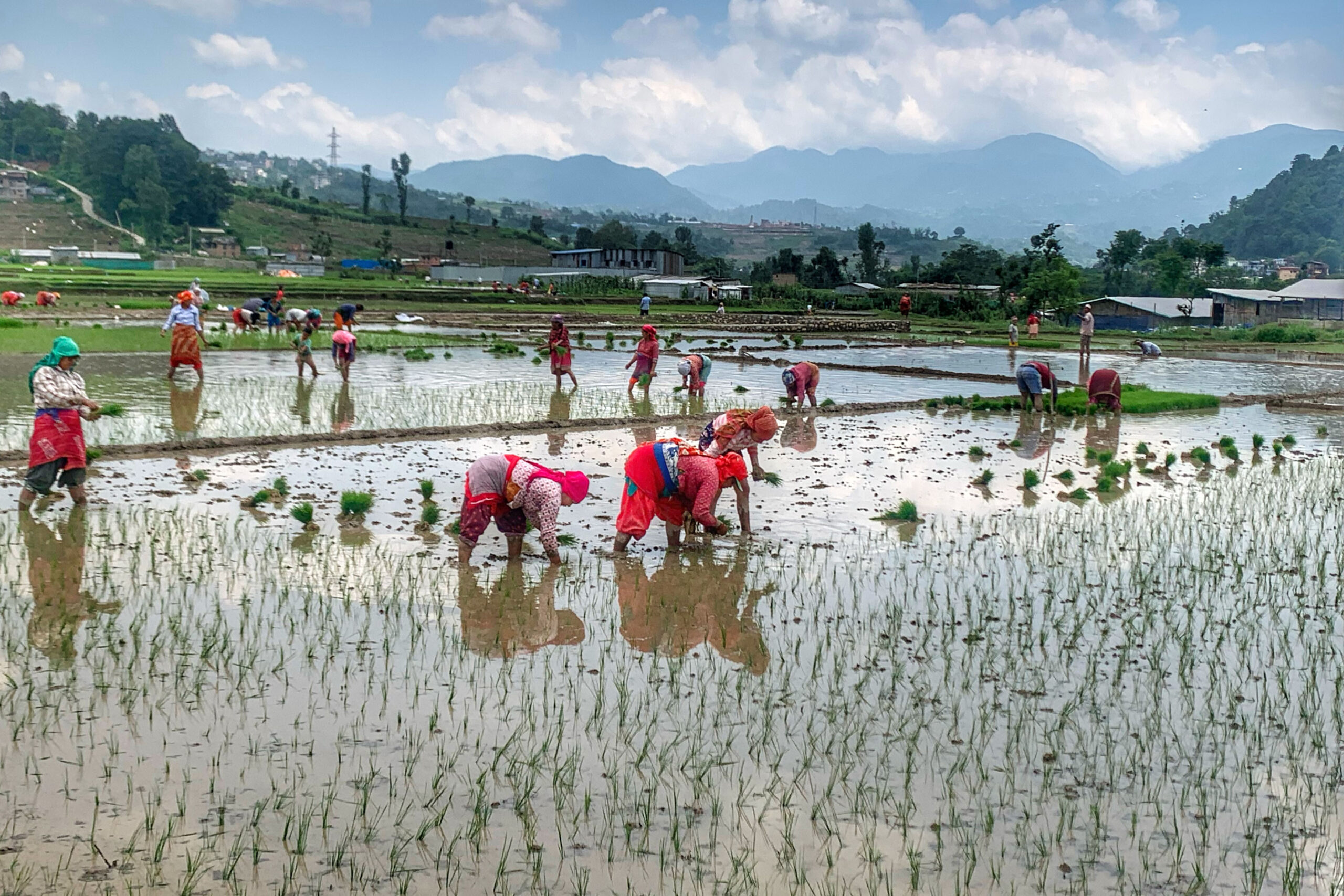 87 percent paddy plantation, seven percent less than last year