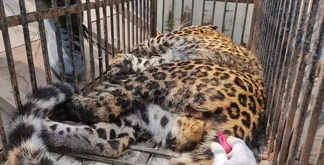 Leopard rescued from human settlement in Itahari