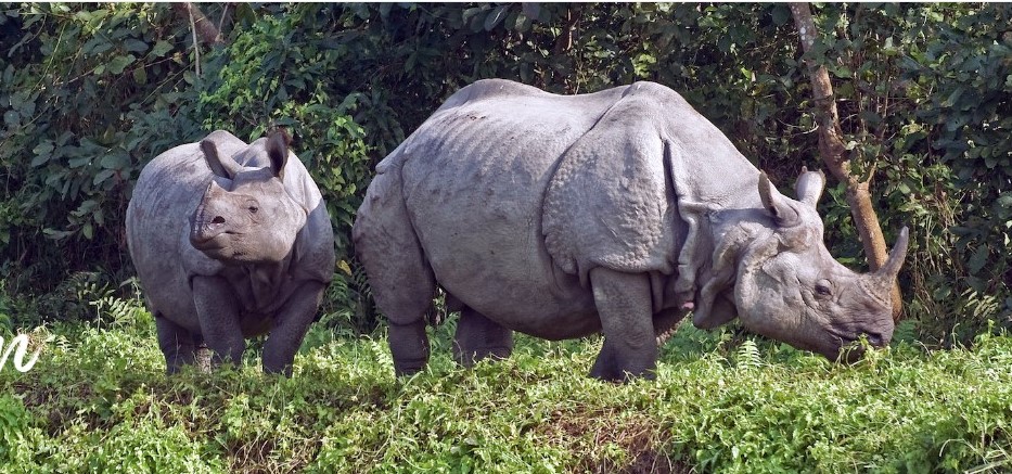 Tourism entrepreneurs of Chitwan demand the continuation of jungle safaris