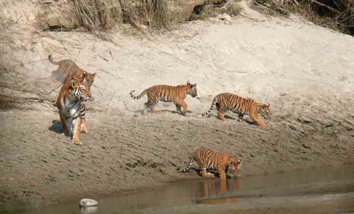 Tourists make beeline at Bardiya National Park to see tiger in the wild