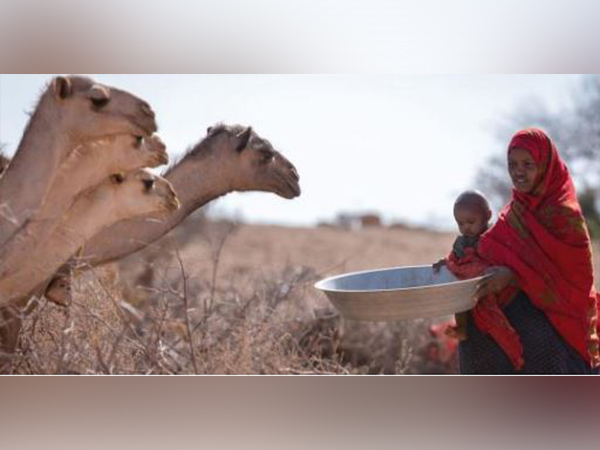 Greater Horn of Africa drought forecast to continue for fifth year: WMO