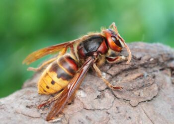Hornet bite kills one in Myagdi