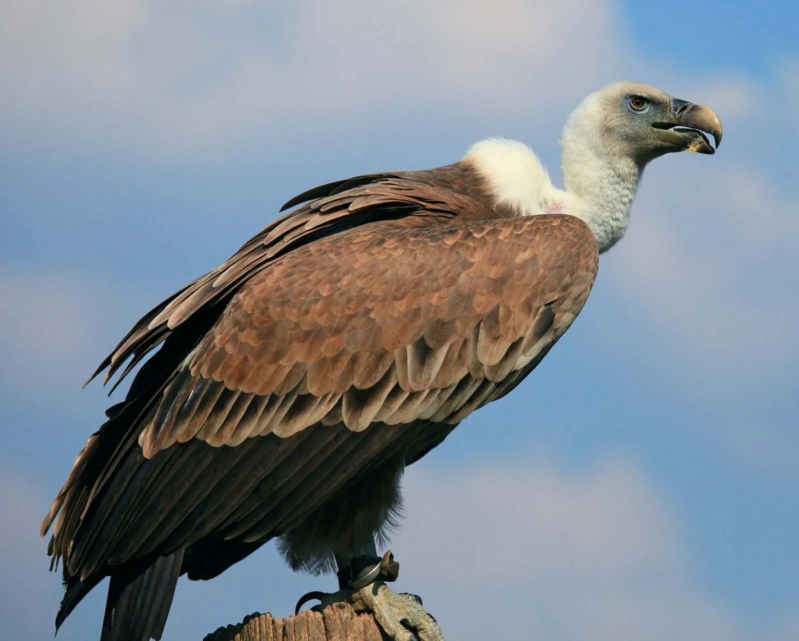 387 vultures found in Pokhara and surrounding areas