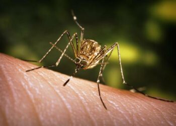 As Japanese encephalitis cases go up in Chitwan, district likely hit by epidemic