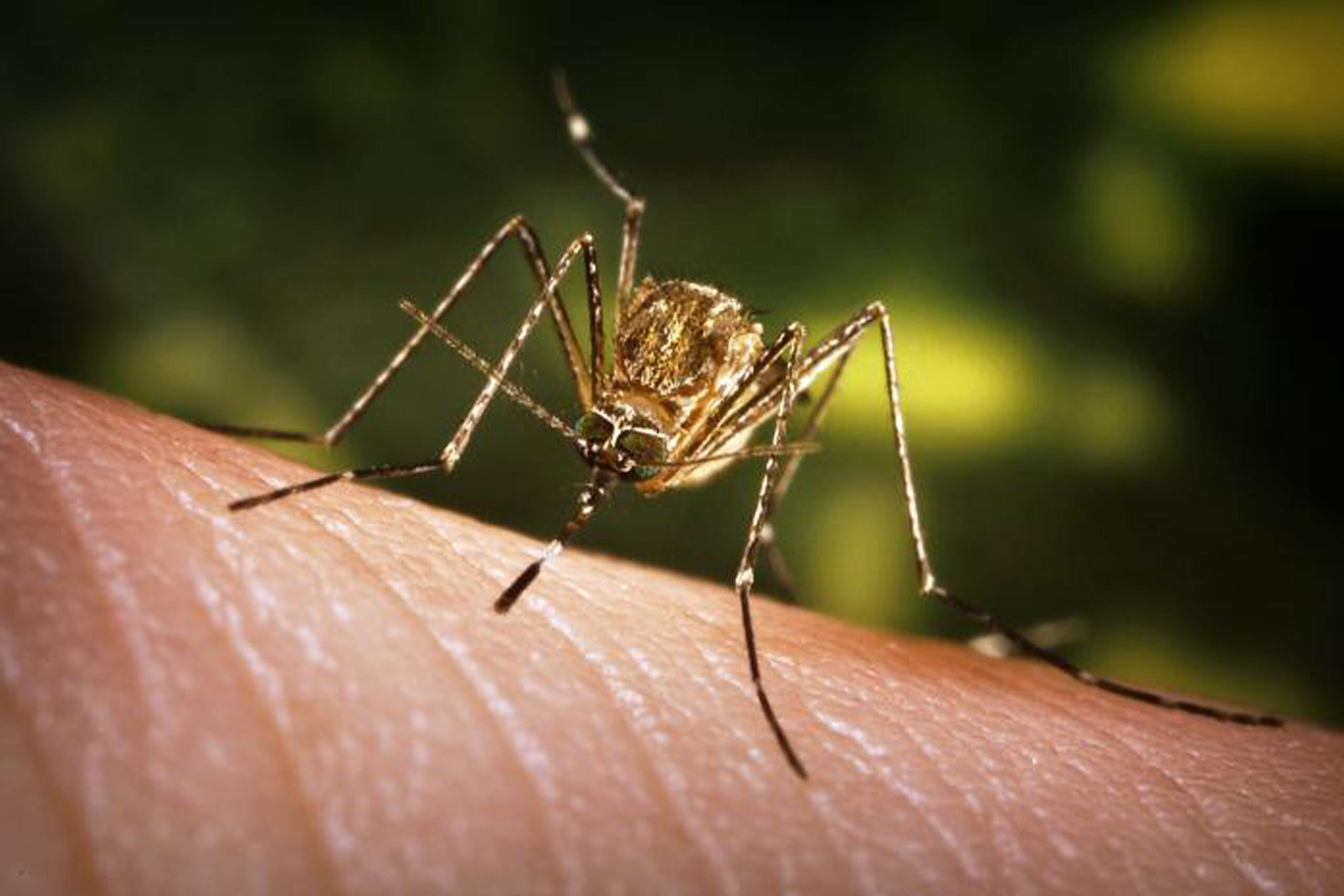 As Japanese encephalitis cases go up in Chitwan, district likely hit by epidemic