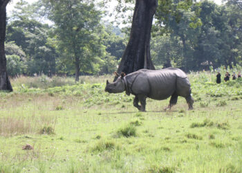 Orphaned rhinos Pushpa and Anjali to relocate from Chitwan to Koshi Tappu Wildlife Reserve
