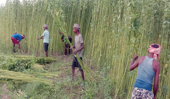 Farmers’ attraction to jute farming waning