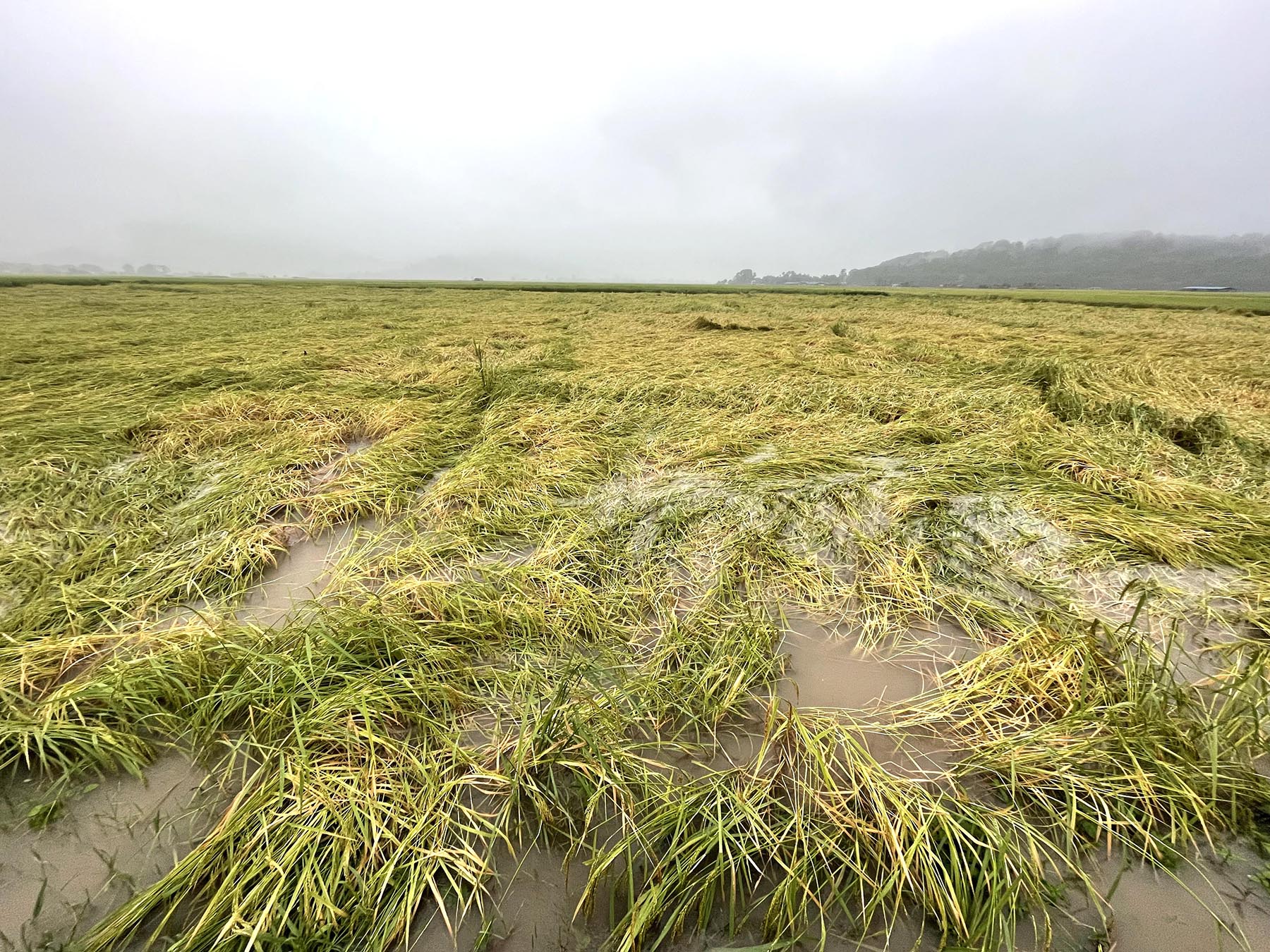 Excessive rainfall inflicts loss on farmers