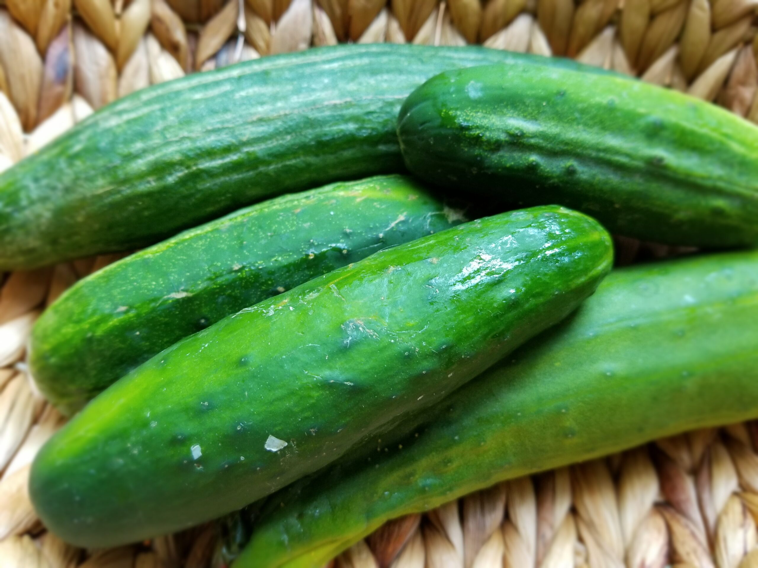 Cucumber farmers making good income