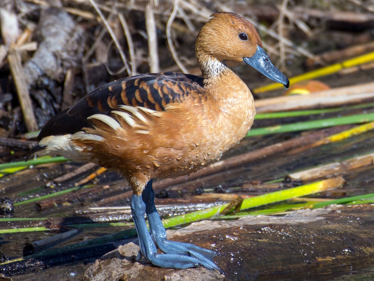 Fulvous whistling duck back in Koshi Tappu after two decades