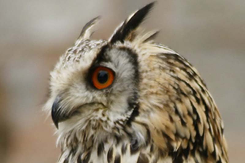 Parbat hosting owl festival on February 2-3