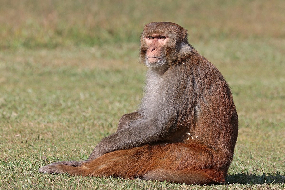 Monkey menace in Parbat: Farmers suffering to protect winter crops