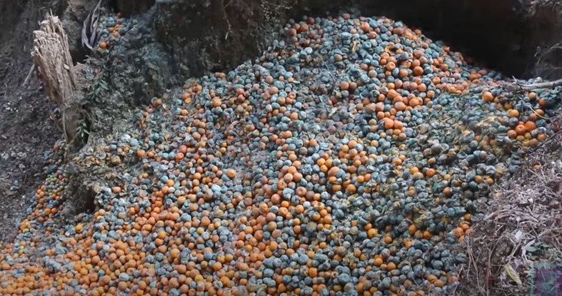 Oranges stored in cooling center rot in Syangja