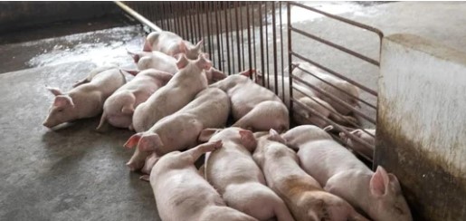 Over 2,800 pigs die due to swine fever