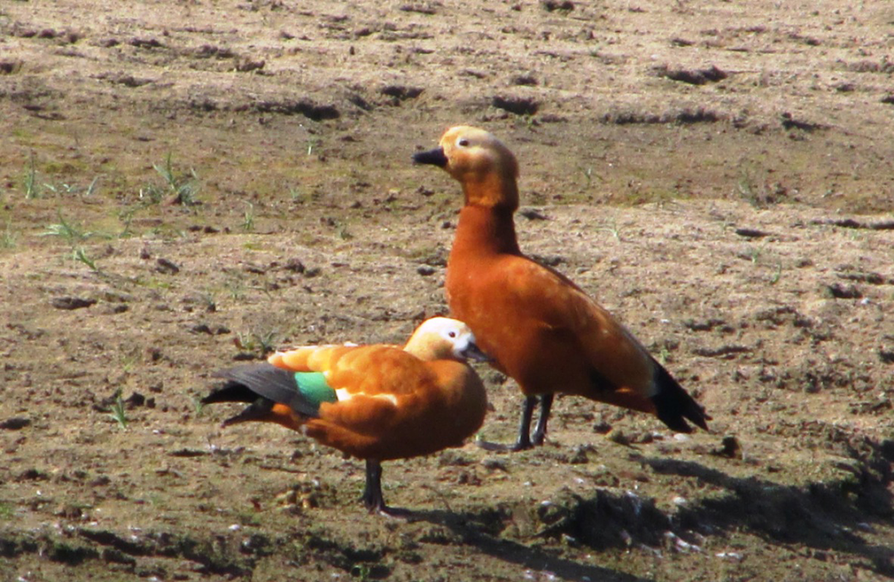 Bird census in progress in Manohara area