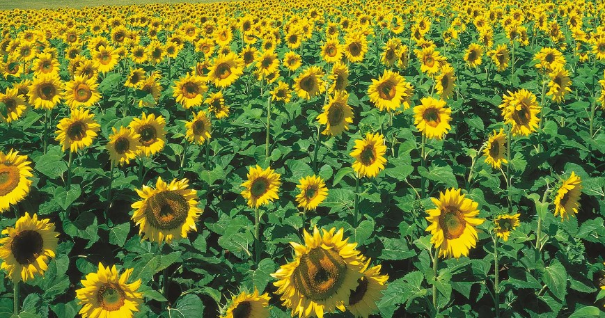 Chitwan farmers find their calling in sunflower farming