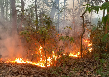 Wildfires engulf 5,000 hectares of forest in Banke