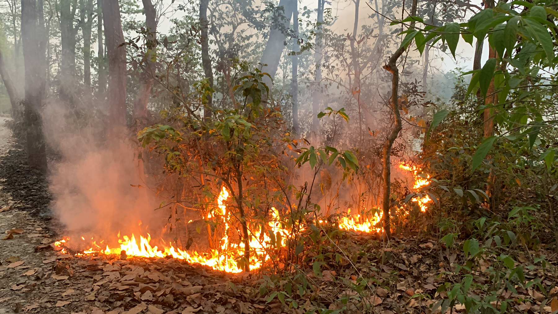 Wildfires reported in over 70 community forests in Myagdi