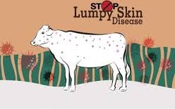 Lumpy skin infection spreading in cattle