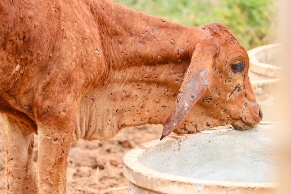 Lumpy skin disease kills 736 cattle in Khotang