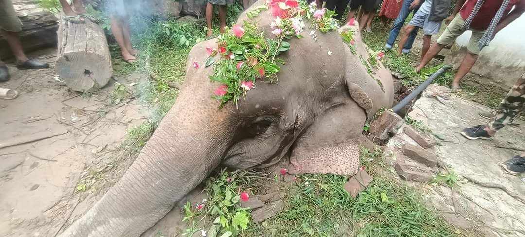 Wild tusker dies after getting stuck in septic tank